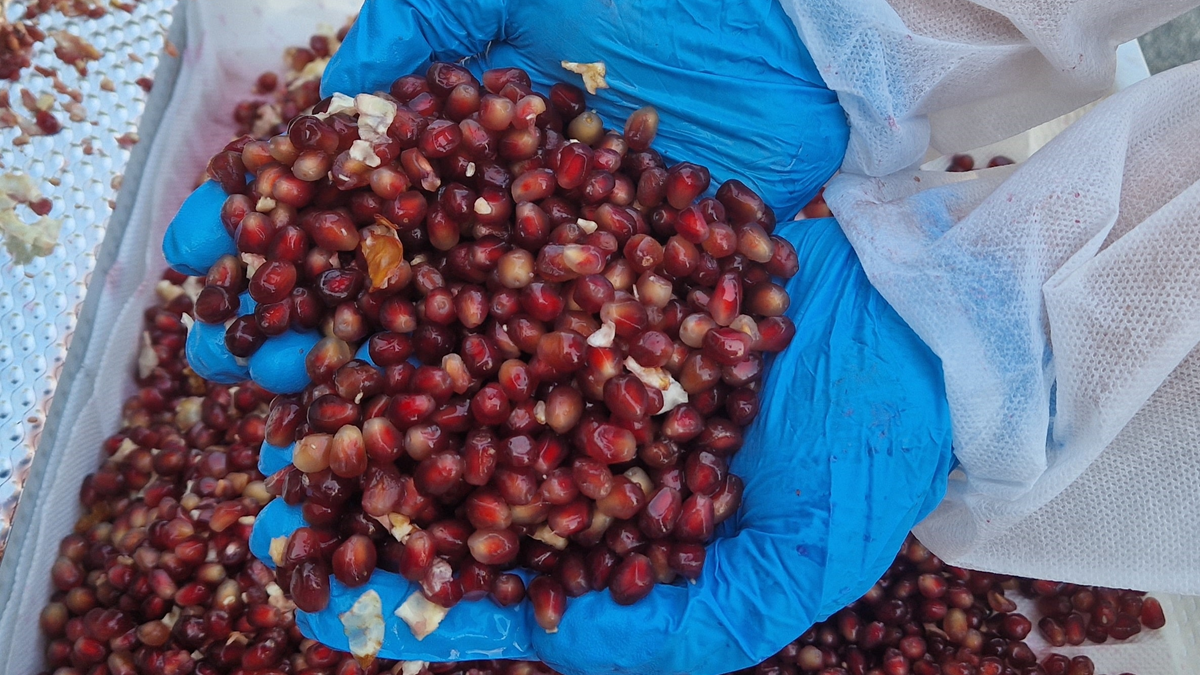 PND SM2 Pomegranate shelling machine.png